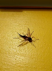 Tanyptera atrata