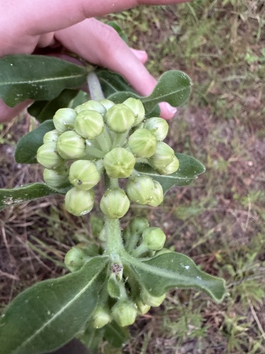pineland milkweed