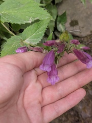 Nothochelone nemorosa