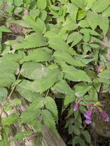 Nothochelone nemorosa, photograph 3