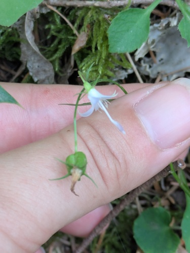 Campanula scouleri, photograph 4