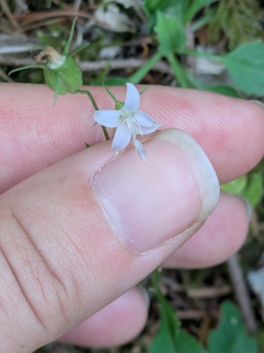 Campanula scouleri, photograph 3