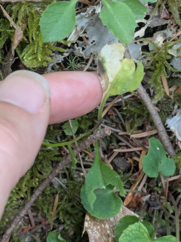 Campanula scouleri, photograph 5
