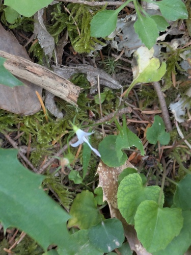 Campanula scouleri, photograph 6