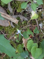 Campanula scouleri, photograph (c) jayjt, some rights reserved (CC BY)