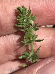 Galium virgatum