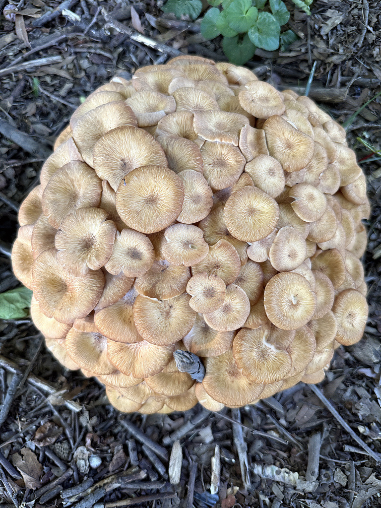 Ringless Honey Mushroom · August 2026 · photo: Photo: no rights reserved · iNaturalist