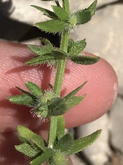 Galium virgatum