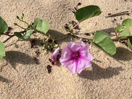 Beach Morning Glory