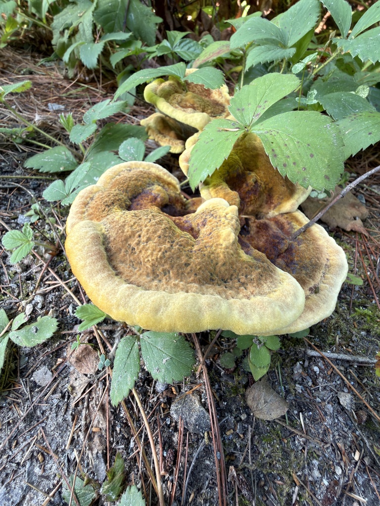 Phaeolus hispidoides · August 2026 · photo: Photo: (c) Lythronax246, some rights reserved (CC BY) · iNaturalist