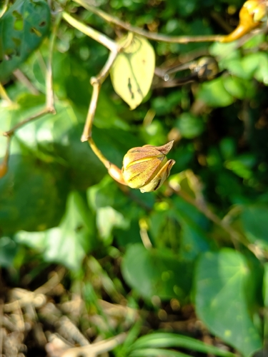 sea hibiscus