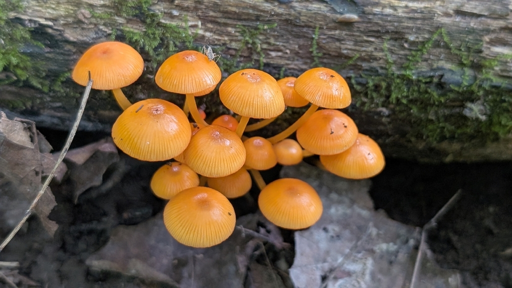 orange mycena · August 2026 · photo: Photo: no rights reserved · iNaturalist