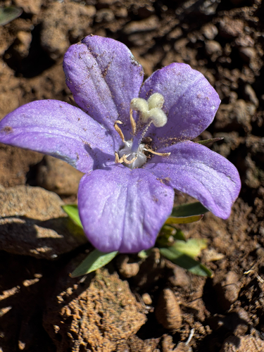 Campanula parryi, photograph 6