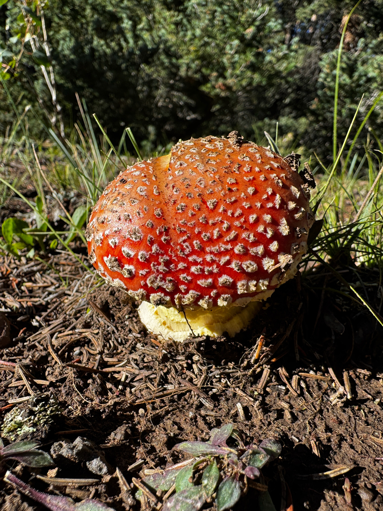 Fly Agaric · August 2026 · photo: Photo: (c) Parker James Lloyd, some rights reserved (CC BY) · iNaturalist
