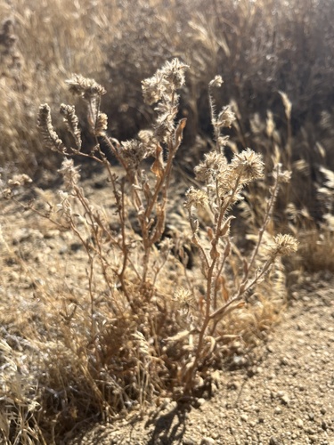 Amsinckia tessellata observed 2026-08-19
