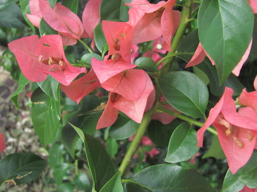 Bougainvillea glabra