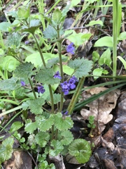 Glechoma hederacea