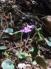 Soldanella