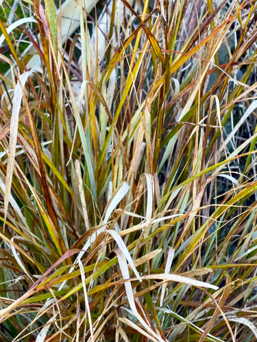 Anemanthele lessoniana, photograph 5