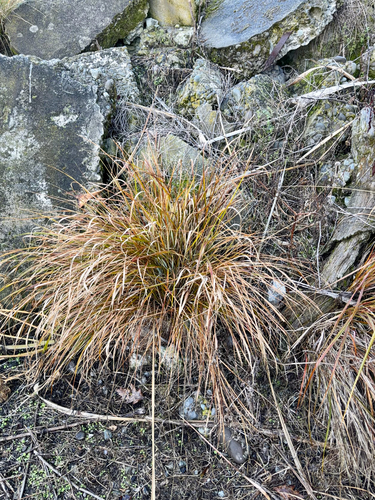 Anemanthele lessoniana, photograph 6