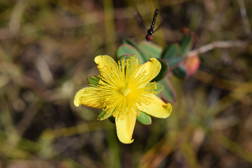 Myrtleleaf St. John's Wort