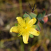 Myrtleleaf St. John's Wort - Photo (c) Adam Arendell, some rights reserved (CC BY-NC)