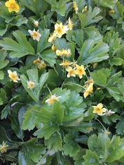 Waldsteinia
