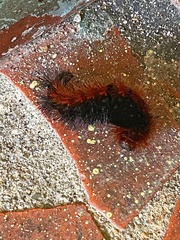 Lepidoptera