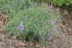 Vicia tenuifolia