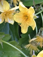 Waldsteinia