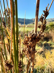 Juncus pallidus, photograph (c) Tom Beard, some rights reserved (CC BY)