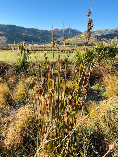 Juncus pallidus, photograph 4