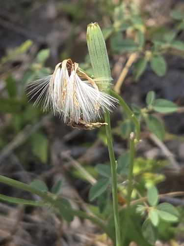 Lygodesmia texana, photograph 6