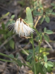 Lygodesmia texana, photograph author not stated, no rights reserved