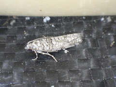 Retinia gemistrigulana