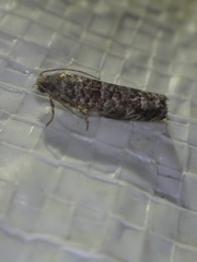 Retinia gemistrigulana