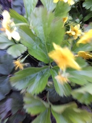 Waldsteinia