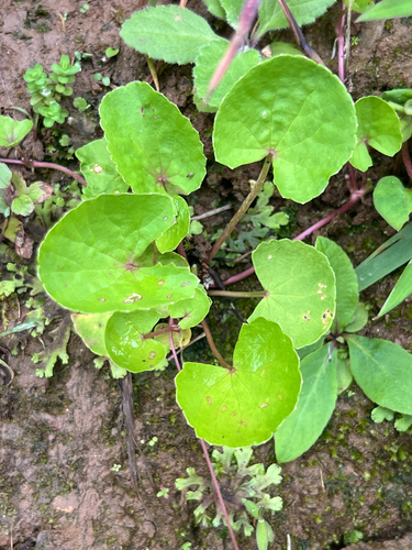 Indian pennywort