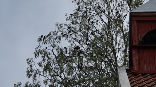 Eurasian Jackdaw