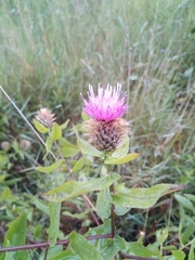 Centaurea pectinata