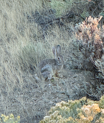 Mountain Cottontail