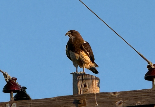 Swainson's Hawk