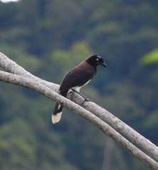 Cyanocorax affinis affinis