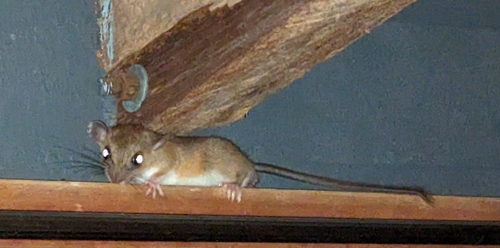 Sumichrast's Vesper Rat