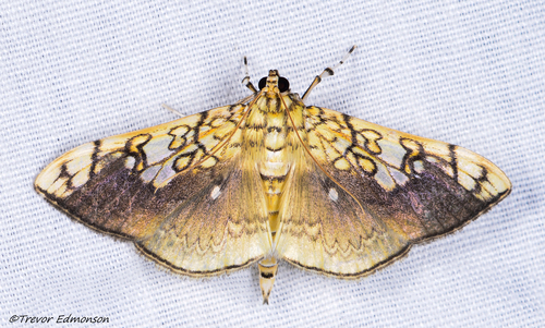 Basswood Leafroller Moth photo 3