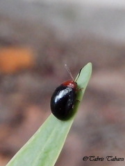 Coleoptera