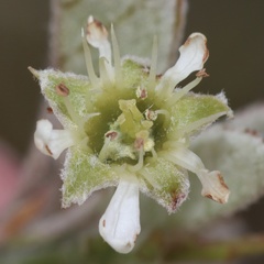 Amelanchier nantucketensis