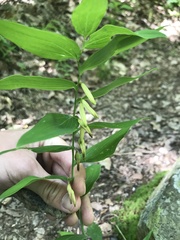 Polygonatum biflorum biflorum