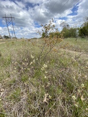 Amelanchier nantucketensis