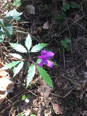 Cardamine glanduligera